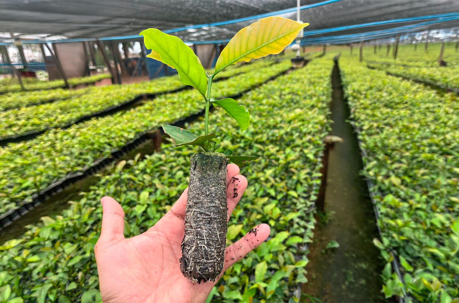 Seagri inicia visitas técnicas a viveiros de mudas de café e cacau no âmbito do Pecafes