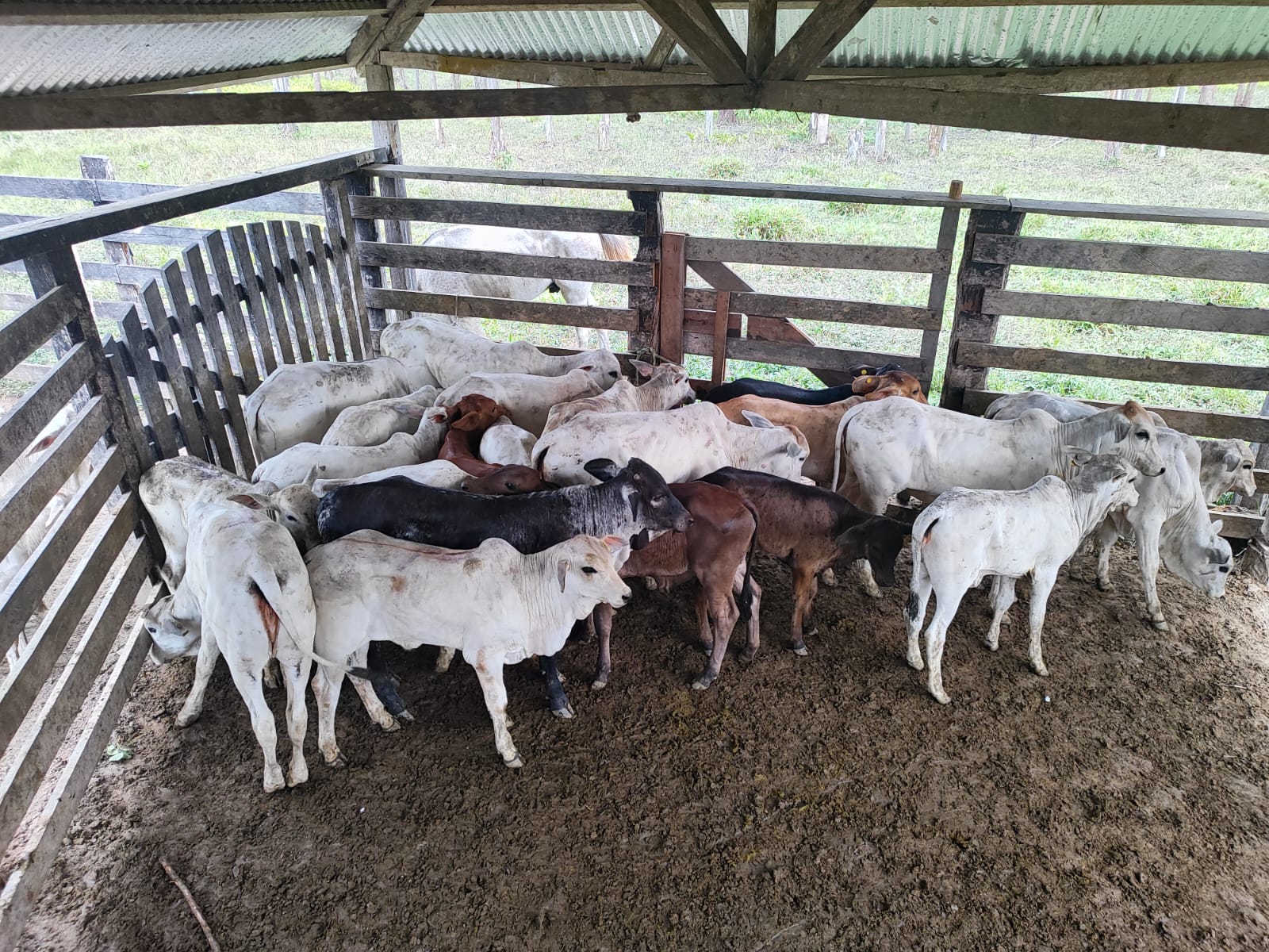 Defesa Agropecuária e Florestal inicia campanha de vacinação obrigatória contra a brucelose em todo o estado