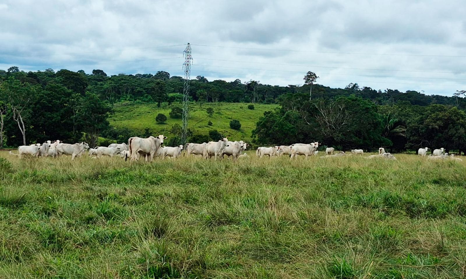 Programa Pecuária Mais Eficiente fortalece a pecuária sustentável no Acre