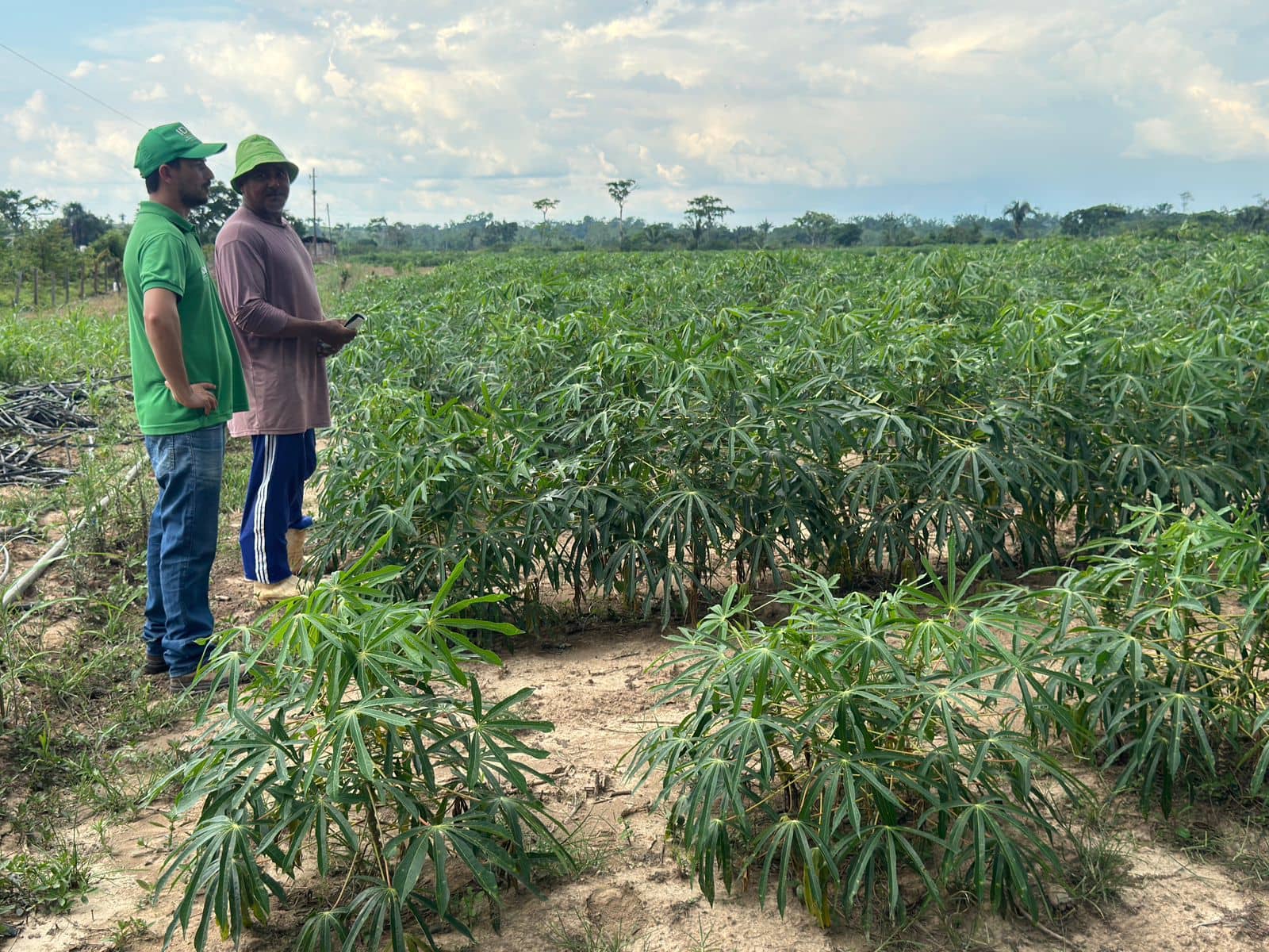 Idaf destaca importância da sanidade da mandioca para produção sustentável no Acre