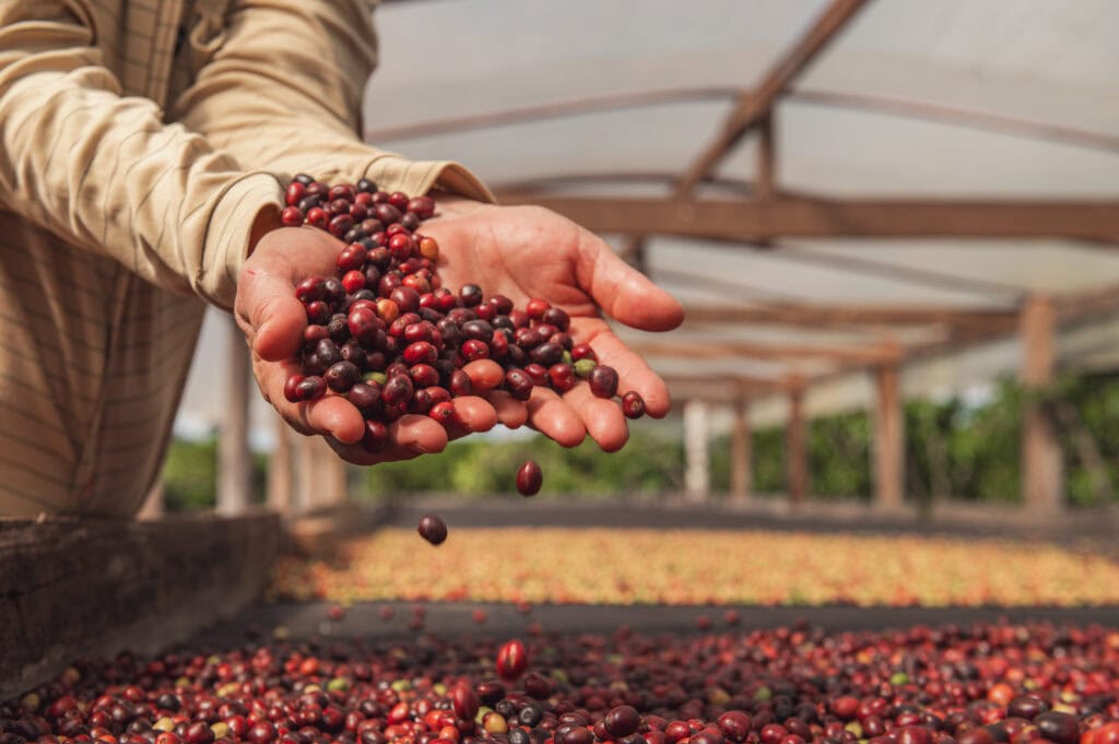 Cafeicultura acreana avança em produção, qualidade e reconhecimento nacional