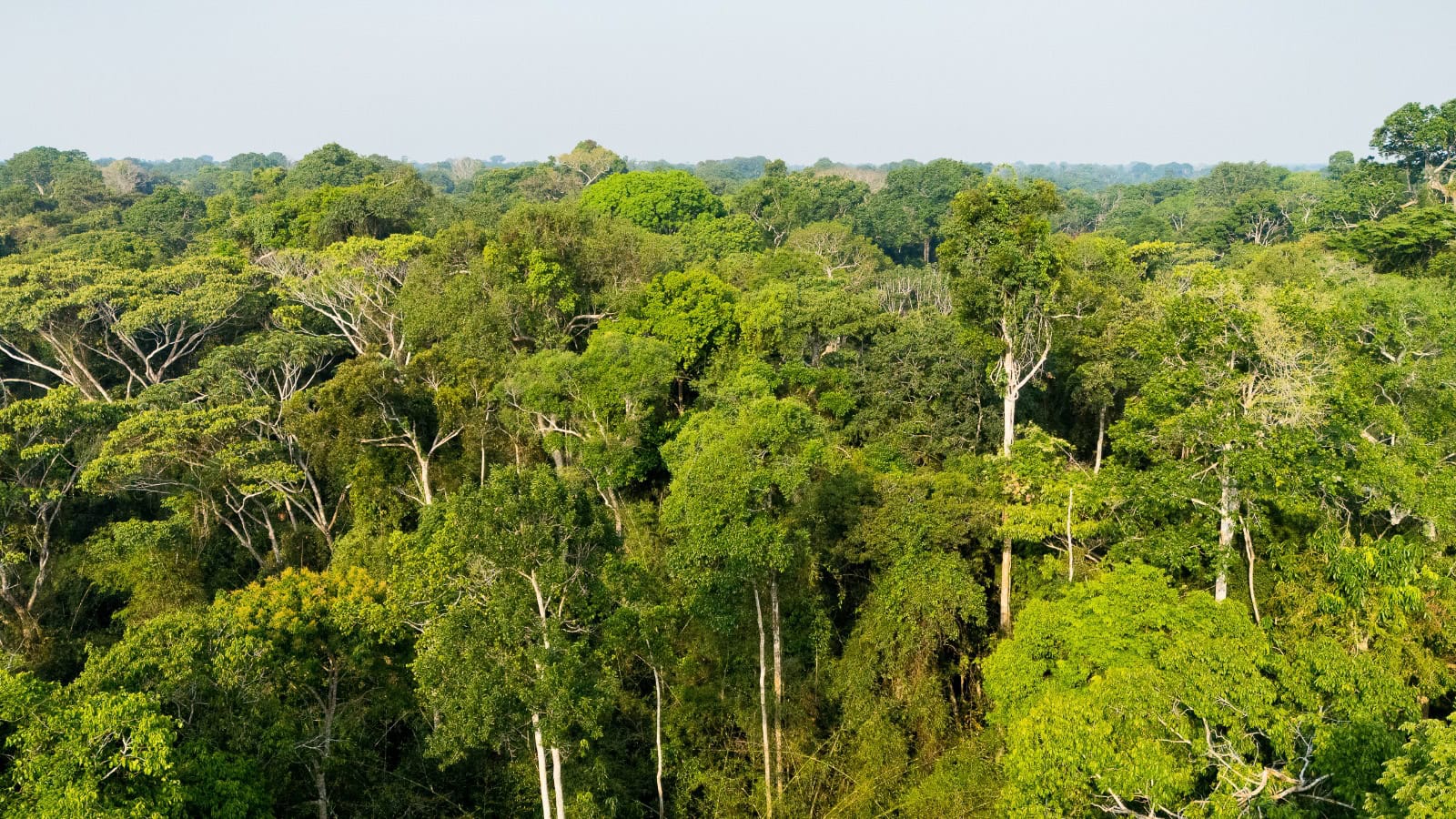Acre reduz desmatamento em 43,6% em 2025 e registra uma das maiores quedas do país, aponta MapBiomas