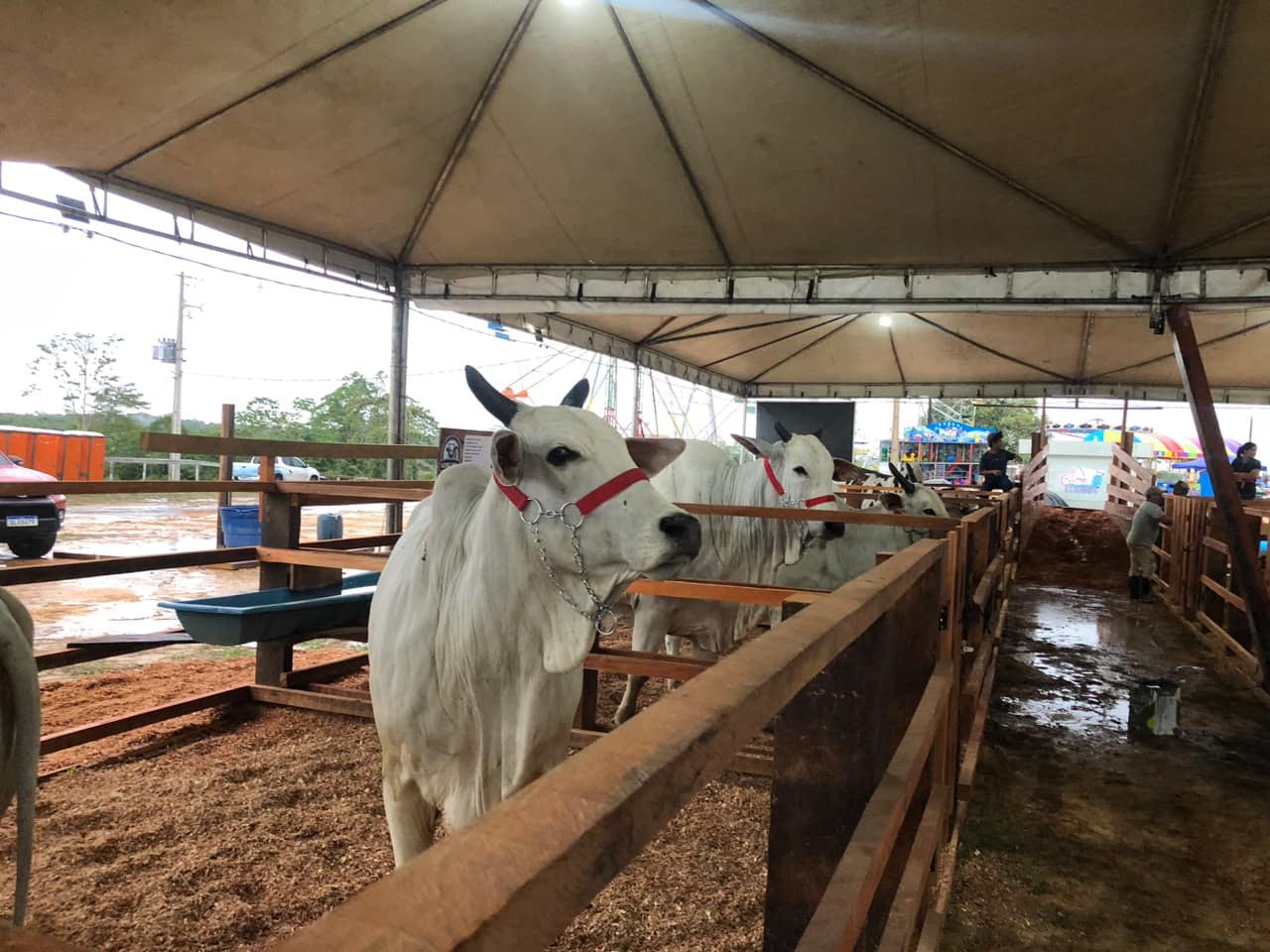 Idaf reforça fiscalização sanitária na entrada de animais durante a Expoacre Juruá