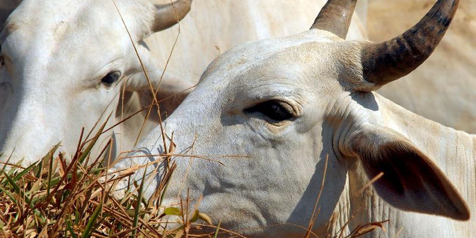 Carne brasileira vai pagar tarifa de 67% para entrar na China