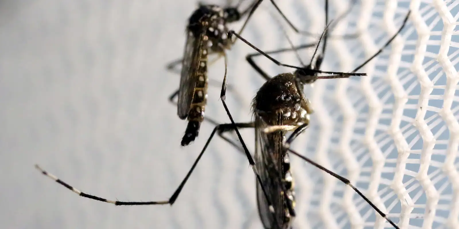 Aedes aegypti: quase metade dos municípios está em alerta ou risco