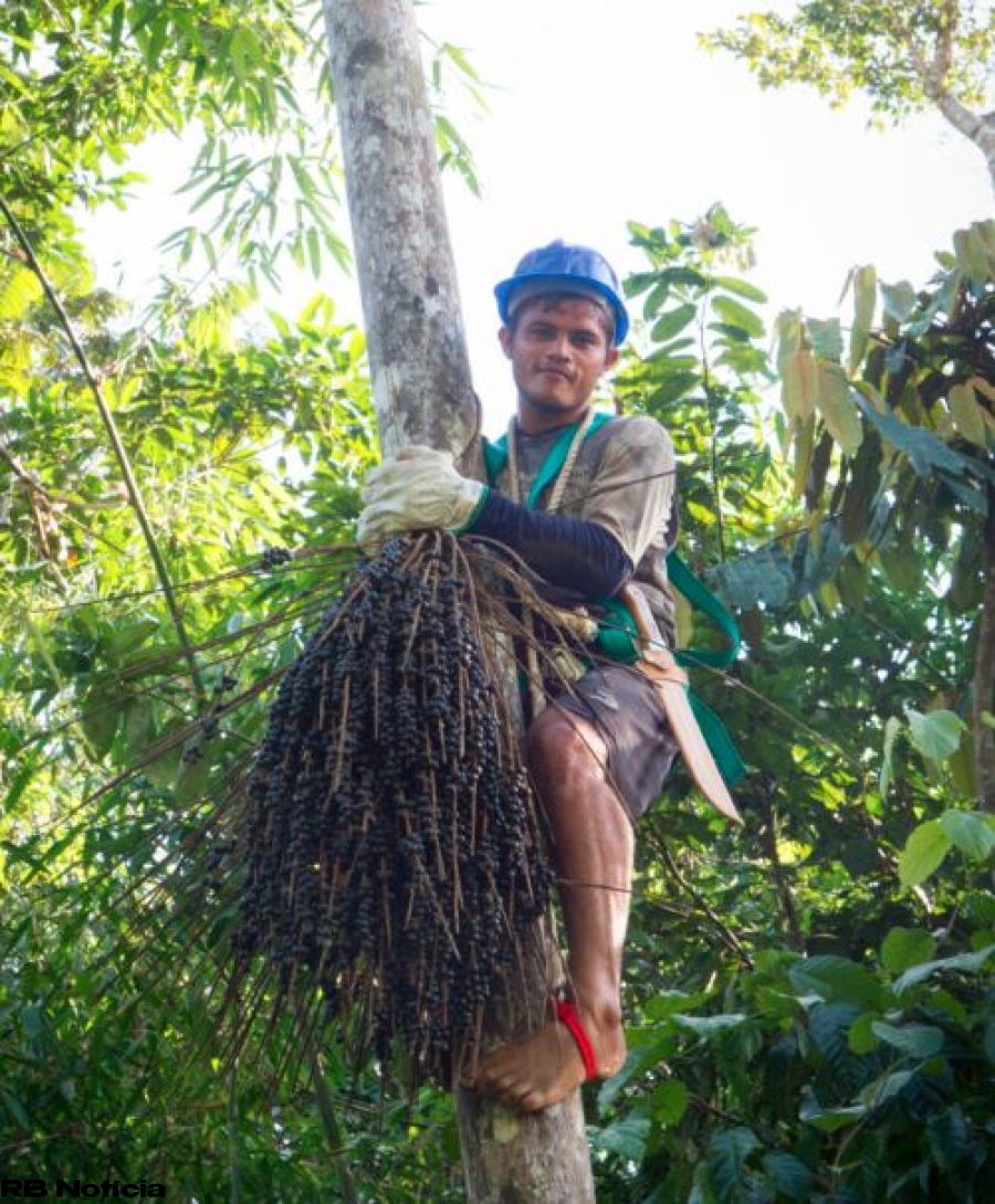 Governo do Acre apoia Sebrae e parceiros no lançamento oficial do Selo de Indicação Geográfica do açaí de Feijó