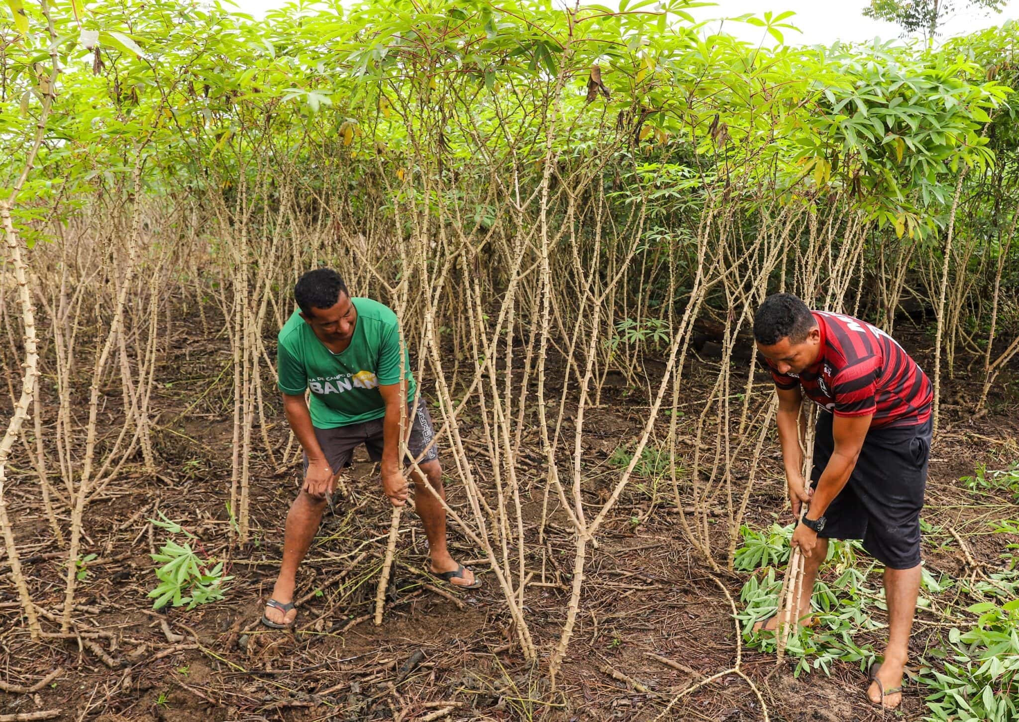 Com alta produção de mandioca, estimativa de abril indica safra de mais de 195 mil toneladas em 2025 no Acre 