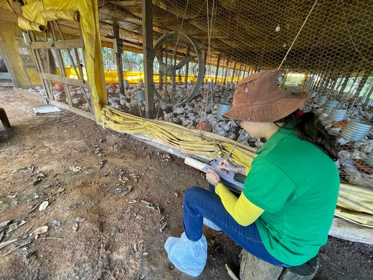 Idaf segue realizando fiscalização de trânsito e a granjas comerciais e de subsistência para conter a entrada da influenza aviária no Acre