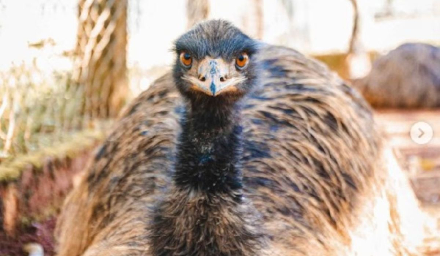 Suspeita de gripe aviária em emu mantém zoológico fechado no DF