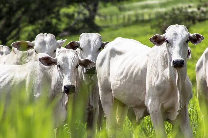 Ministério da Agricultura e Pecuária autoriza trânsito de gado entre zonas livres de febre aftosa sem vacinação em todo o Brasil