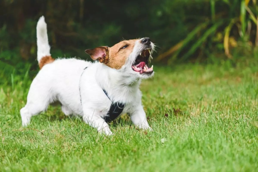 Faro para energia ruim? Por que os cachorros latem para algumas pessoas e para outras não